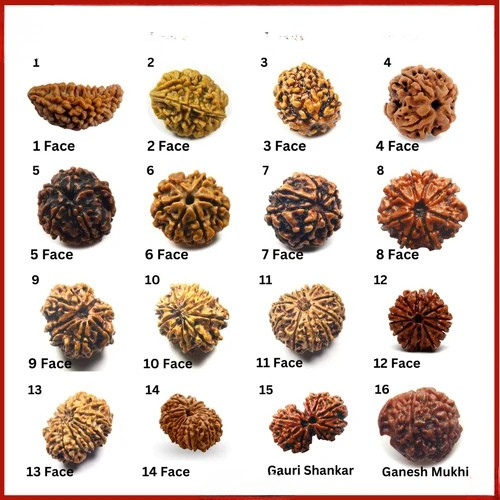 Rudraksha