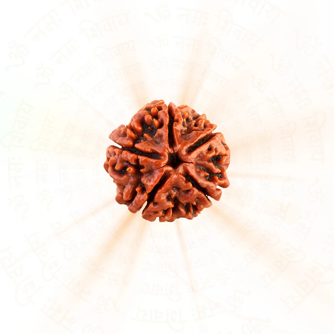 5 Mukhi Rudraksha (Nepal Origin)