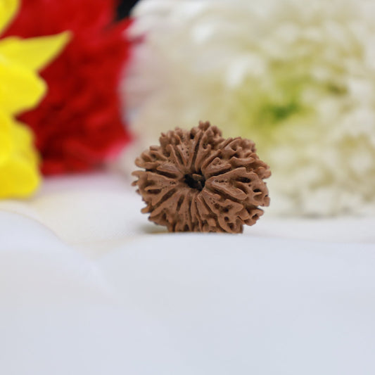 12 Mukhi Rudraksha (Nepal Origin)