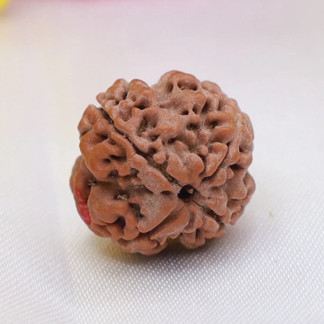 4 Mukhi Rudraksha (Nepal Origin)