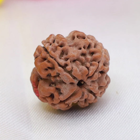 4 Mukhi Rudraksha (Nepal Origin)