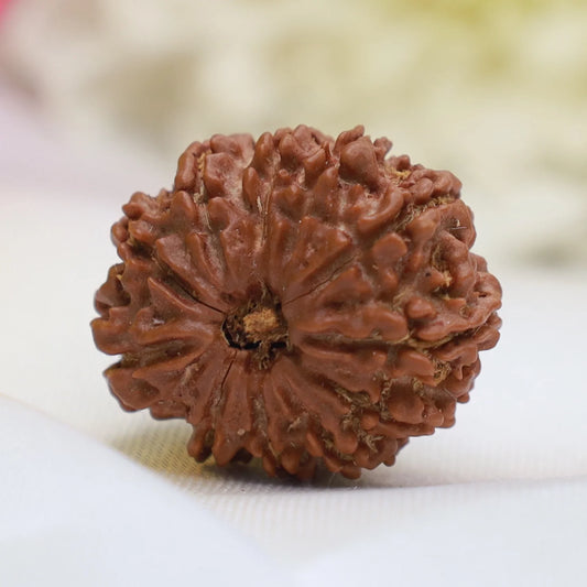 11 Mukhi Rudraksha (Nepal Origin)