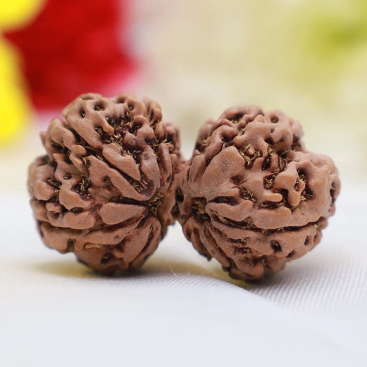 Gauri Shankar Rudraksha(Nepal Origin)