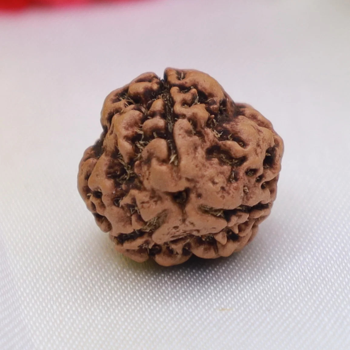 3 Mukhi Rudraksha (Nepal Origin)