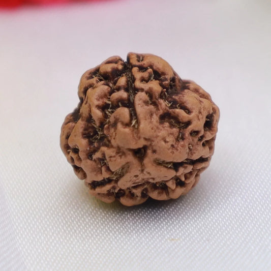 3 Mukhi Rudraksha (Nepal Origin)