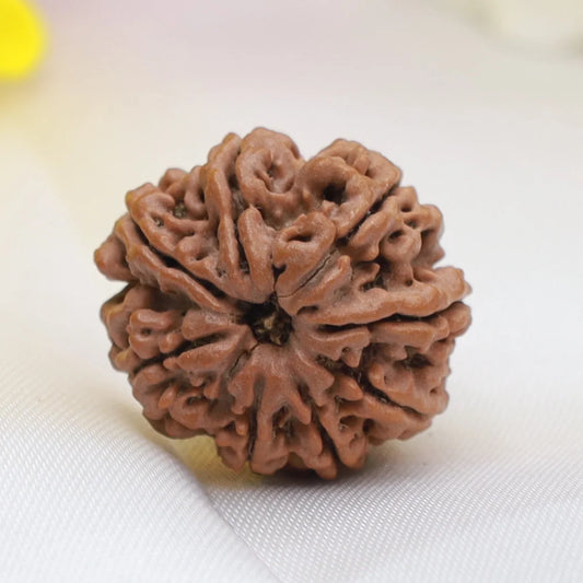 8 Mukhi Rudraksha (Nepal Origin)
