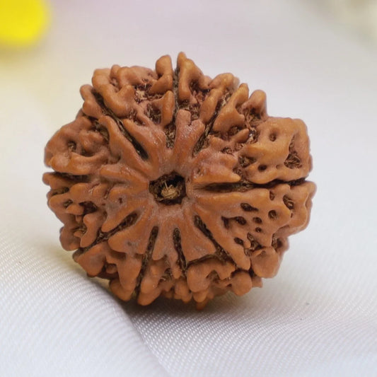 9 Mukhi Rudraksha (Nepal Origin)