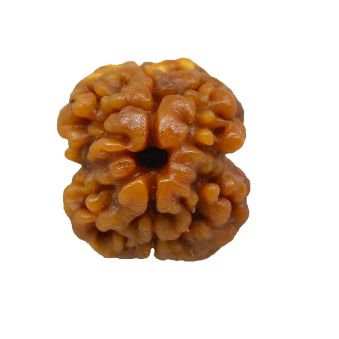 2 Mukhi Rudraksha (Nepal Origin)