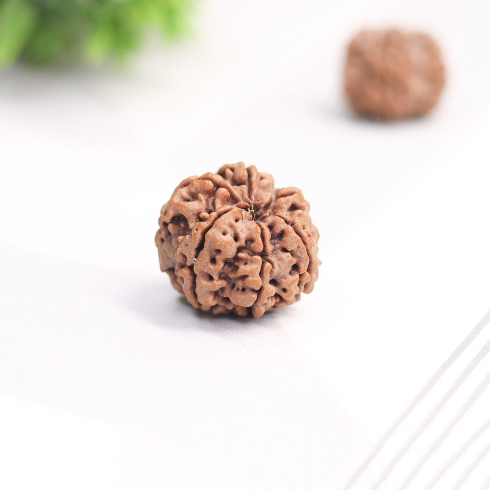 6 Mukhi Rudraksha (Nepal Origin)