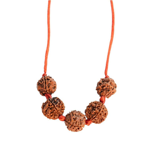 Business Combo Rudraksha (Nepal Origin)
