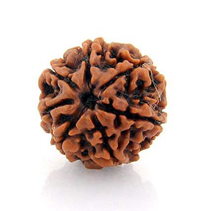 7 Mukhi Rudraksha (Nepal Origin)