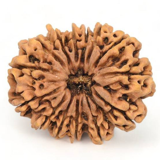 14 Mukhi Rudraksha (Nepal Origin)