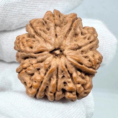10 Mukhi Rudraksha (Nepal Origin)