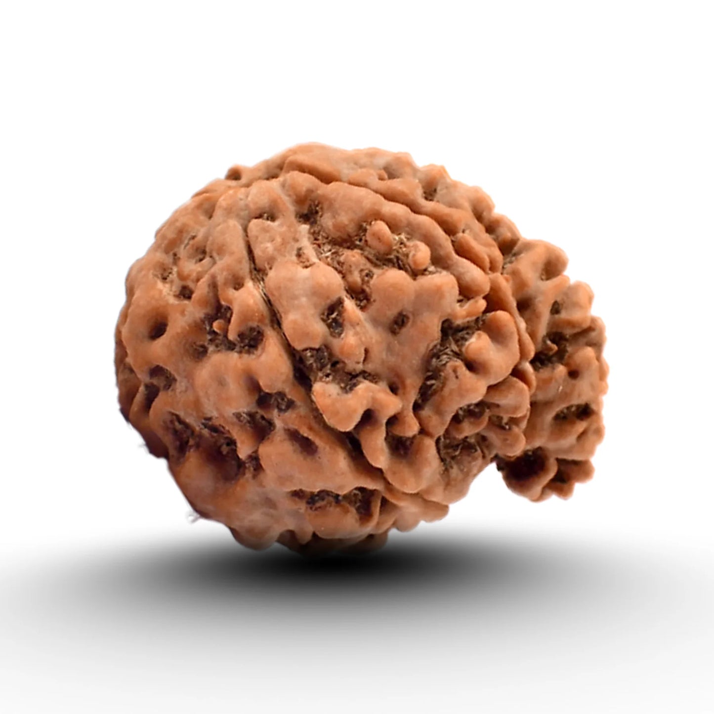 Ganesh Rudraksha (Nepal Origin)