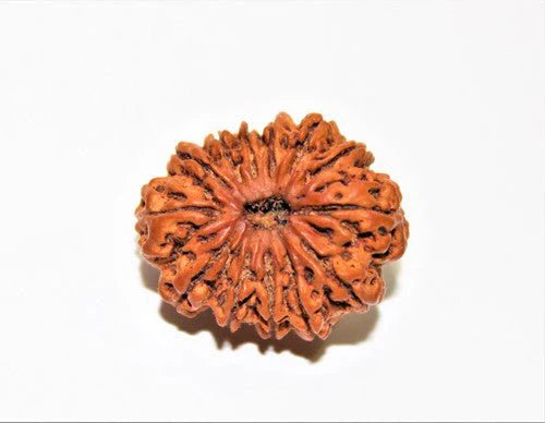 13 Mukhi Rudraksha (Nepal Origin)