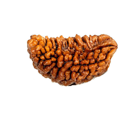 1 Mukhi (Kaju Shape) Rudraksha (Nepal Origin)